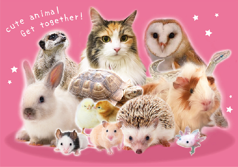 動物たちの集合写真