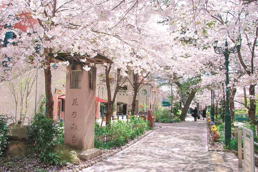 花のみちの桜