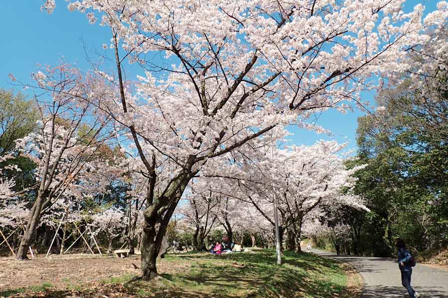 服部緑地の満開の桜