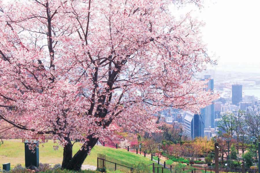 神戸布引ハーブ園の桜と神戸の街並み