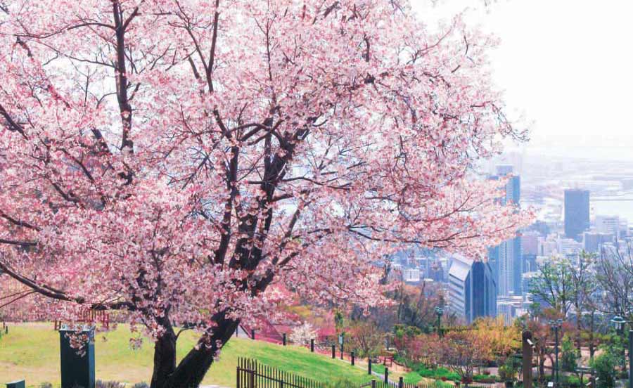 桜の下でピクニック！手ぶらでもOKな関西・阪急沿線の花見スポット3選