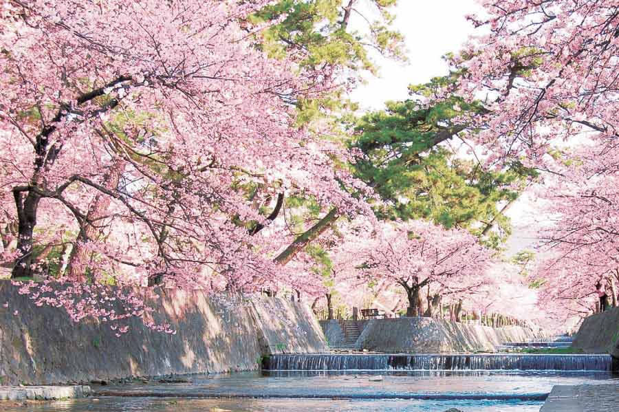 夙川公園の桜
