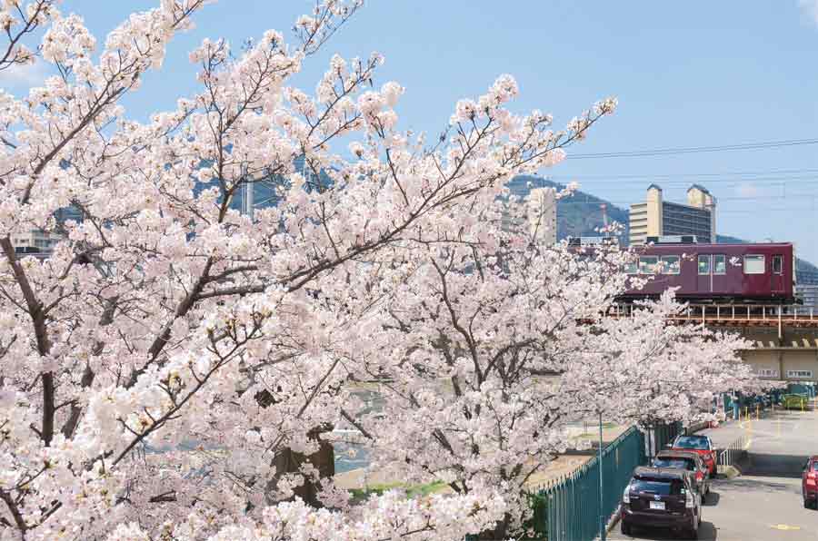 阪急電車と武庫川沿いの桜