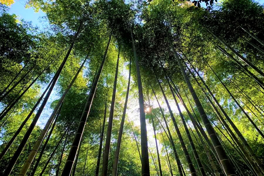 竹の合間から漏れる美しい木漏れ日