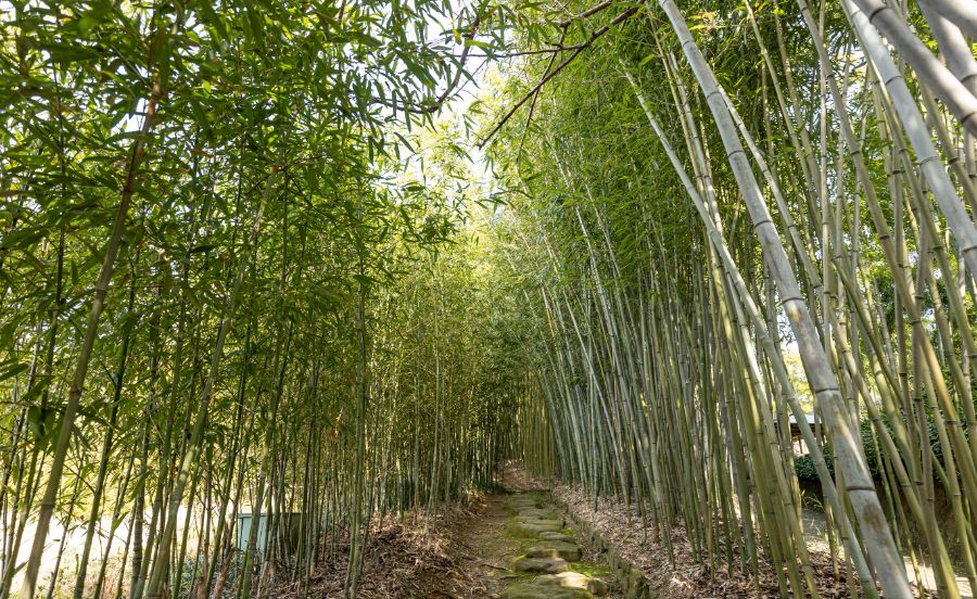 京都で竹林の名所といえばここ！撮影にも人気の京都市洛西竹林公園