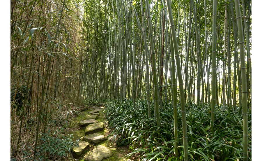 竹の小径