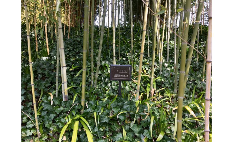 トサトラフダケ