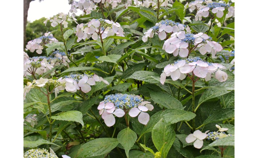 万博記念公園のアジサイ