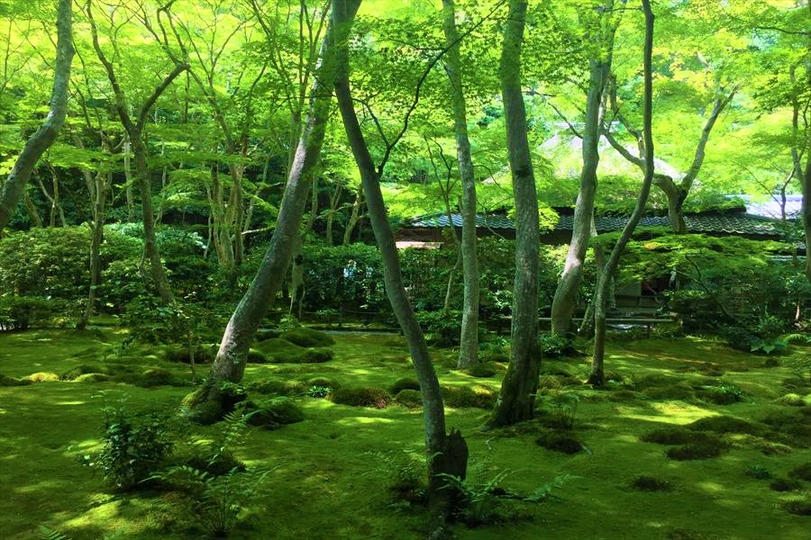 苔と青紅葉が美しい陰影を作る祇王寺