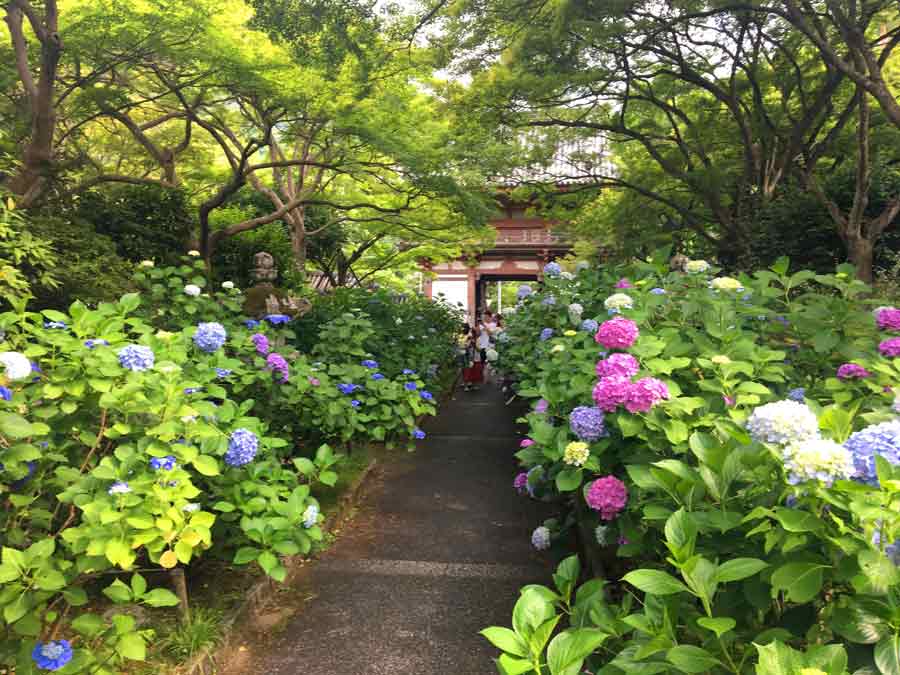 久安寺のアジサイと背後の楼門