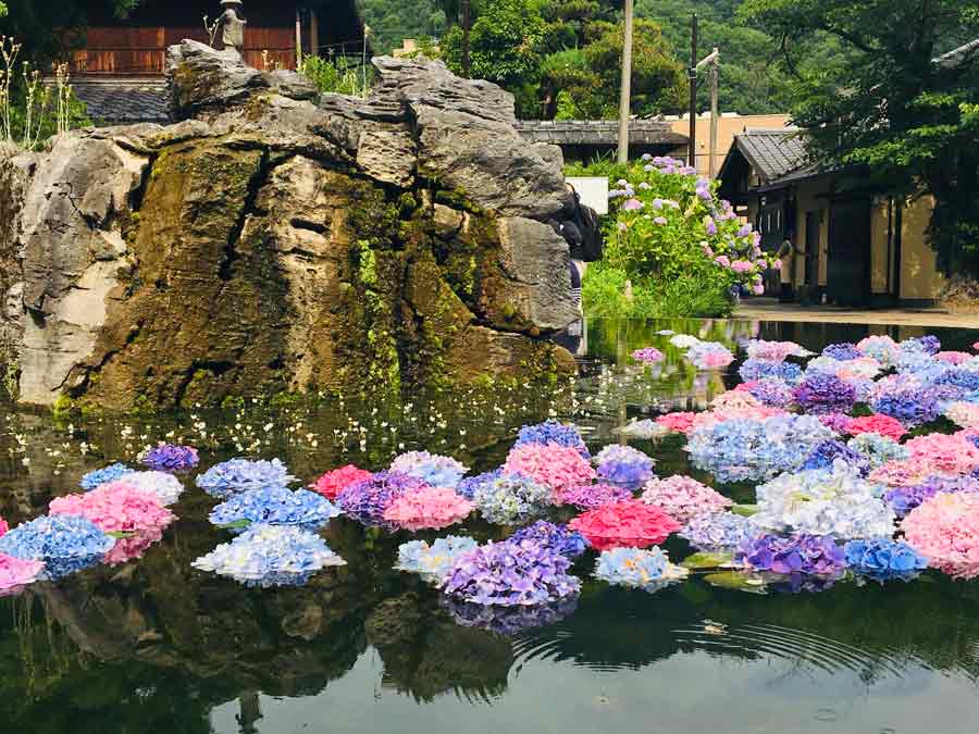 水面に浮かぶアジサイ