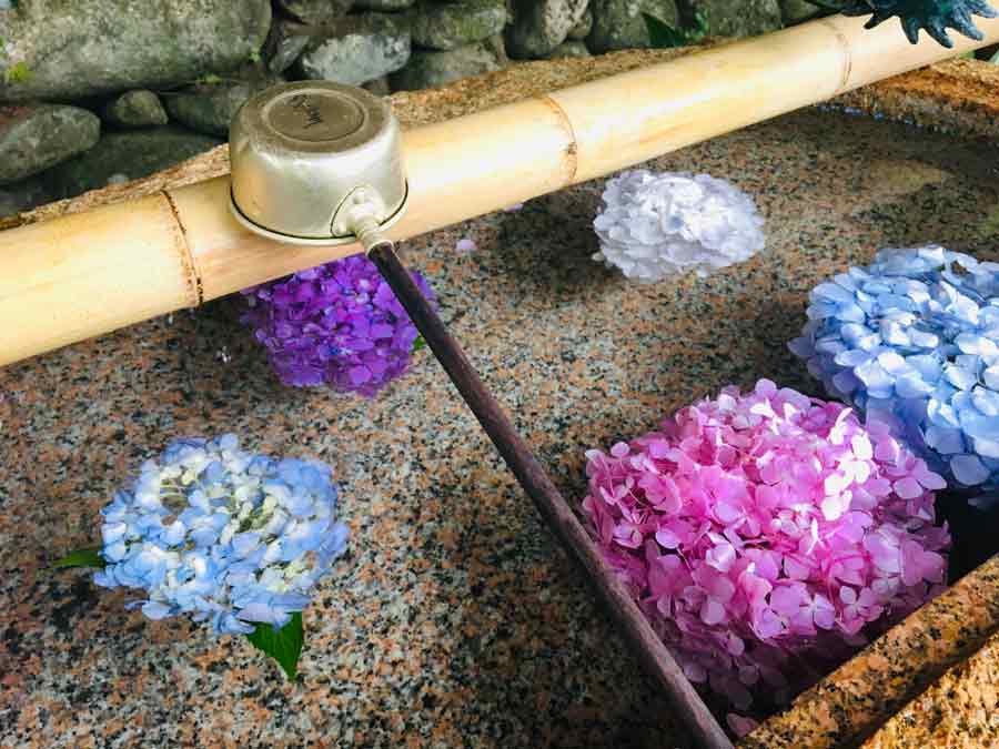 手水舎に浮かべられたアジサイ