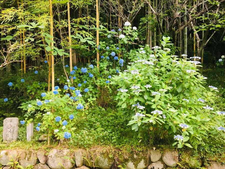 木々に囲まれたアジサイ