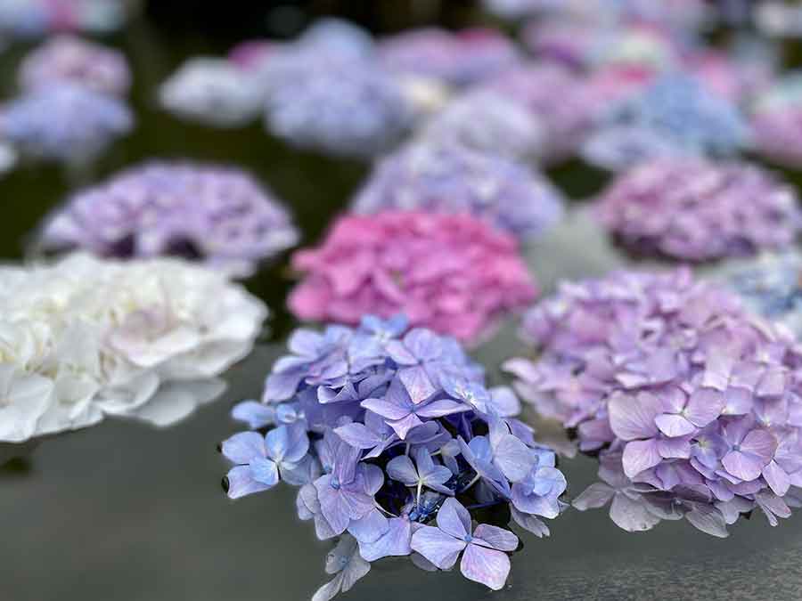 久安寺の池に浮かぶあじさい