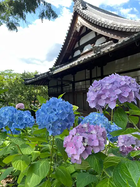 頼光寺のあじさい