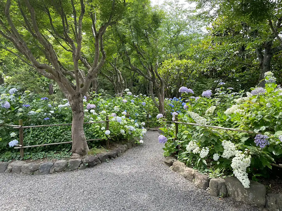 頼光寺のあじさい