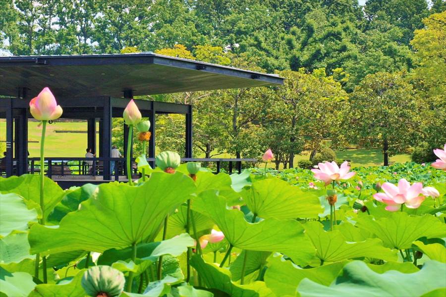 ハスに覆われる万博記念公園