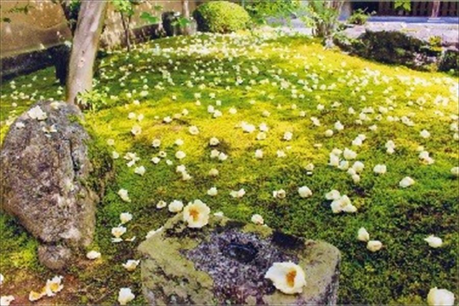 苔の上に白い沙羅双樹の花が散る