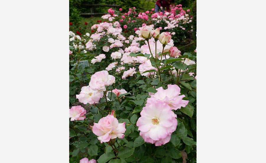 六甲山カンツリーハウスのバラは6月下旬～7月上旬が見頃！「バラの小径ローズウオーク」オープン