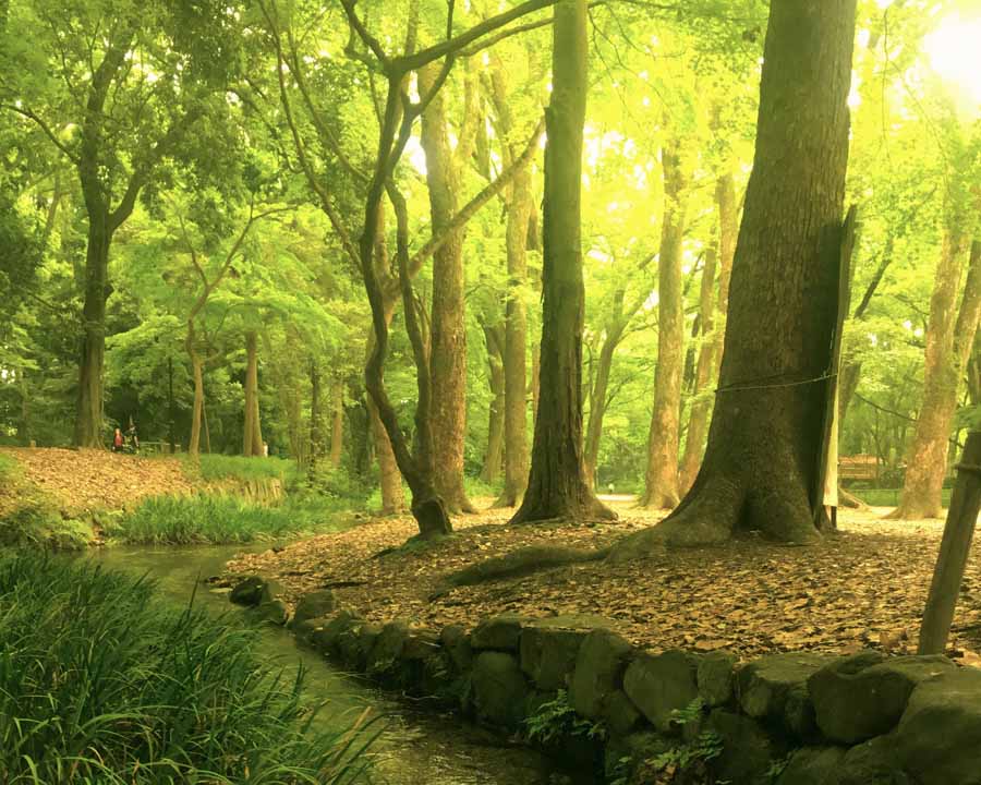 やわらかな日差しが注ぐ糺の森