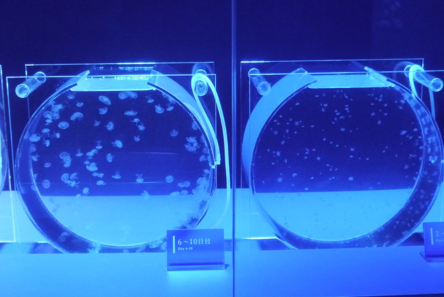 みずくらげの水槽、生まれて2日目~5日目と6~10日目
