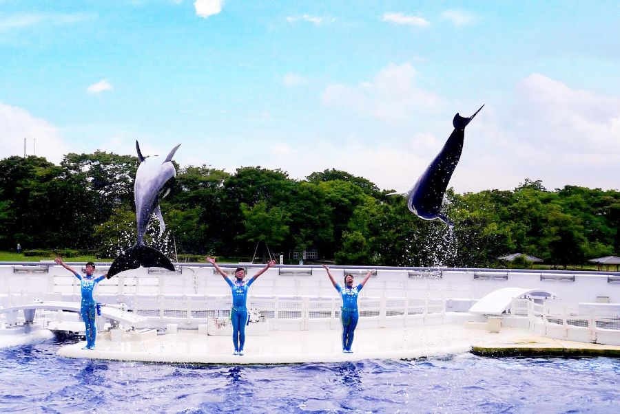 躍動感のあるイルカプログラムの様子