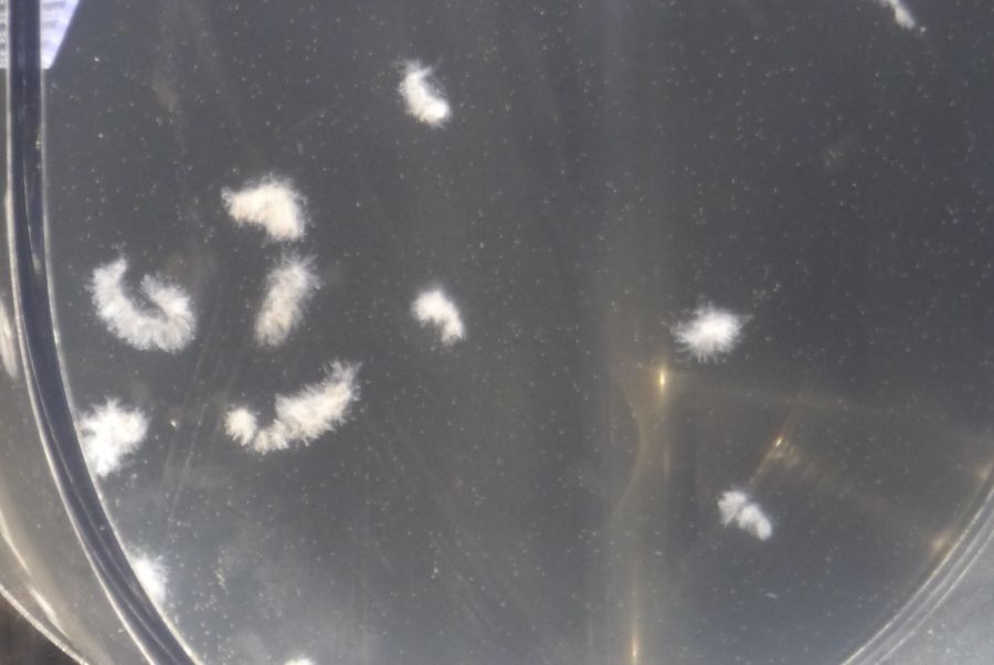 けむしくらげのアップ