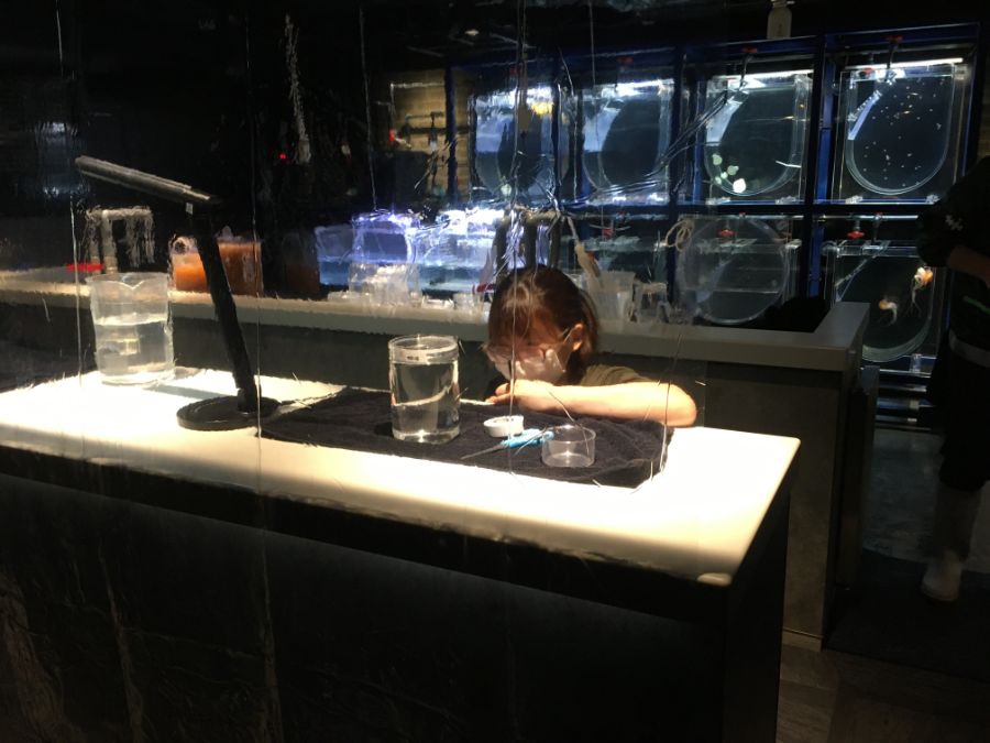 真剣な表情のクラゲの飼育スタッフ