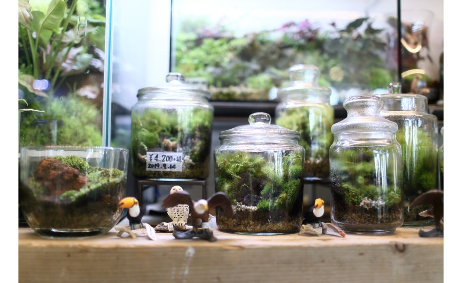 パルコジョキの苔リウム