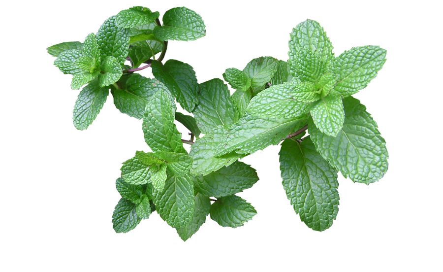 虫よけ効果に冷感にも効果のあるミント