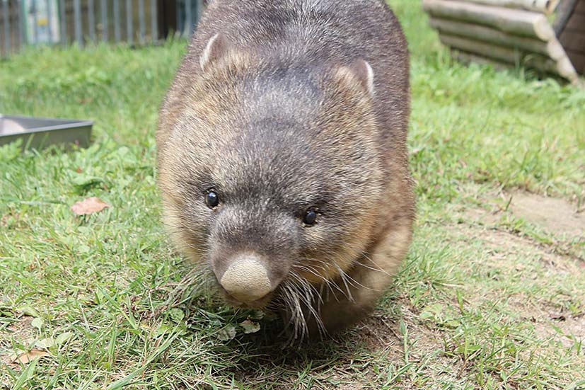 苔テラリウムづくりに挑戦！池田・五月山でウオーキングイベント