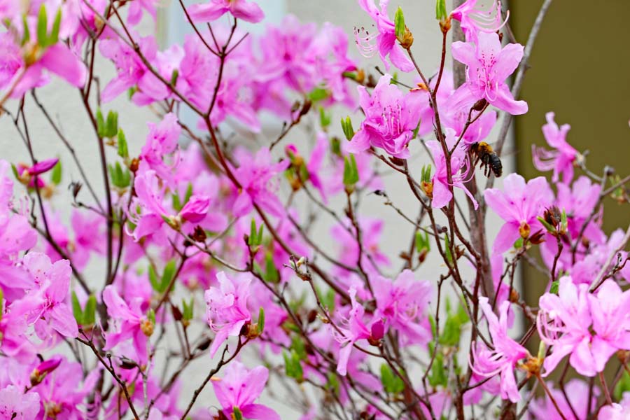 つつじが咲き誇る西宮神社の境内