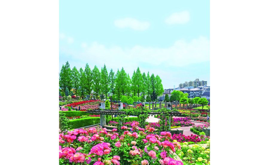 この規模のバラ園の入場が無料!