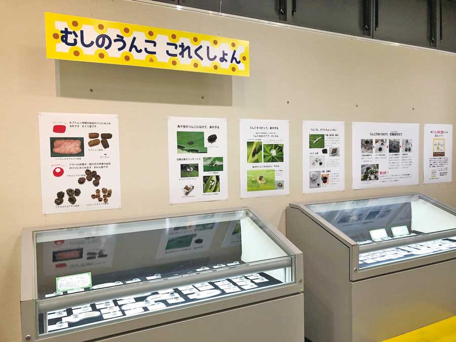 テーマは昆虫のフン！伊丹市昆虫館でユニークな展示を開催中