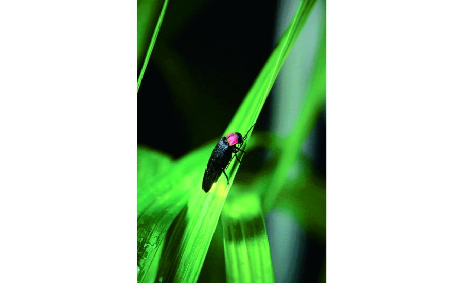 幻想的な光を放つホタル