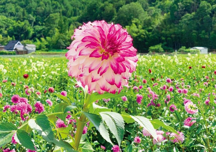 花摘みもできる！宝塚ダリア園が11月3日（祝）まで開園中