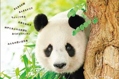 神戸市立王子動物園の人気パンダ・タンタンの写真集が発売中