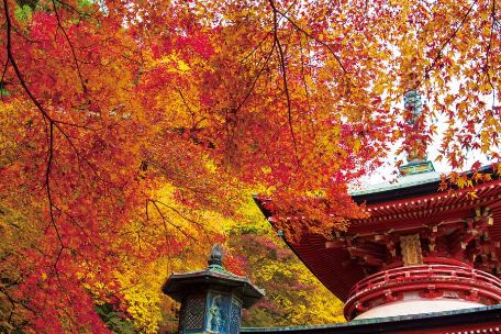 モミジと多宝塔の競演