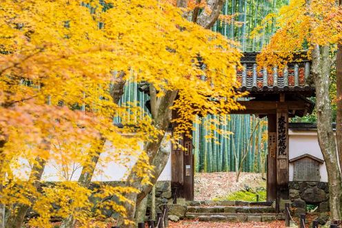 竹林の緑と黄色に染まる木々