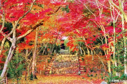 モミジのトンネル