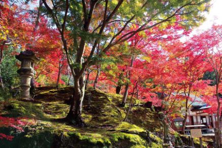 日の光を浴びる木々