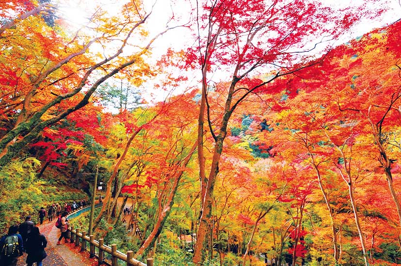 箕面は滝だけじゃなかった…！ 残り紅葉を求めて晩秋の箕面をガイドと巡る