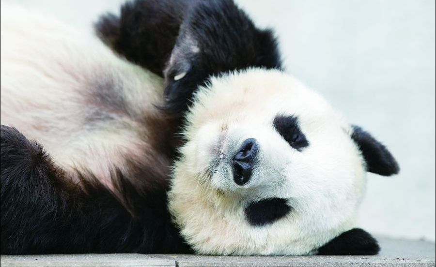 【関西】今行くべき動物園・水族館6選　もふもふのあの子【TOKK 2019年4月15日号掲載】