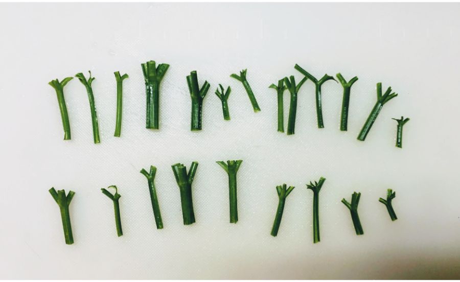 切ったパセリの茎