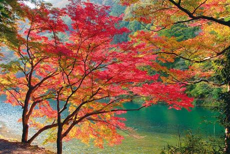 紅葉越しに写る川