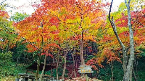 紅葉した森の木々