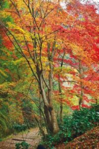 グラデーションが美しい木々