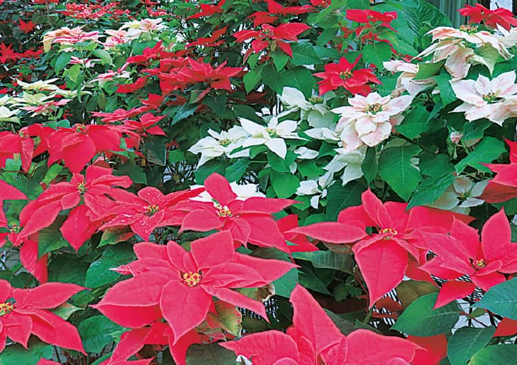 クリスマスに人気のポインセチア約100品種を展示、京都府立植物園で12月25日(金)まで