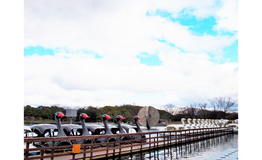 ブラックかホワイト?スワンボート