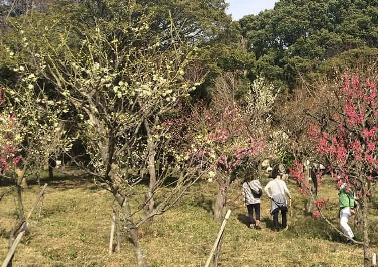 保久良梅林の見物客